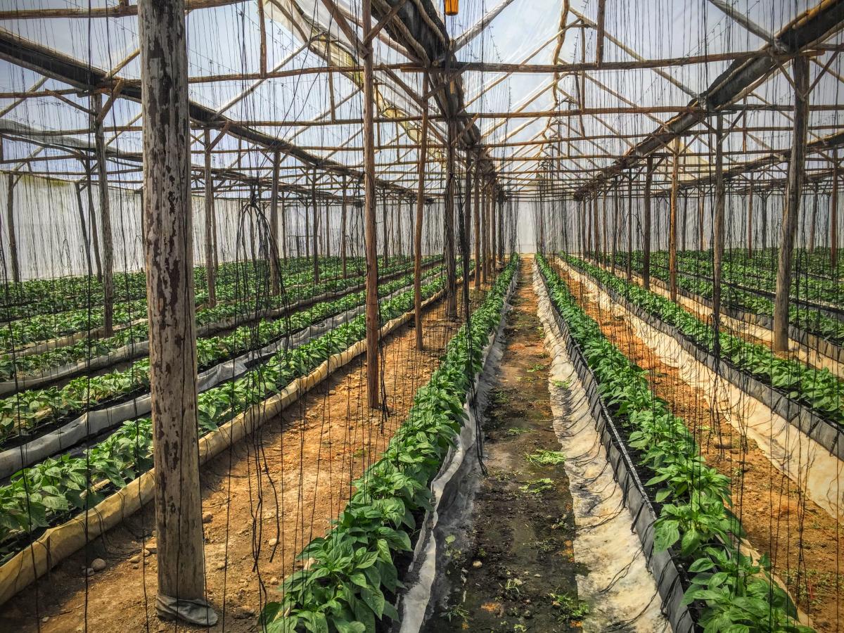 Vegetables in Dominican Republic